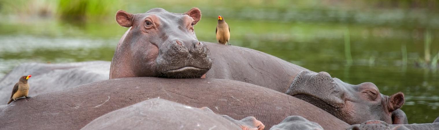 Hippo pod relaxing on the Nile, Murchison Falls National Park 